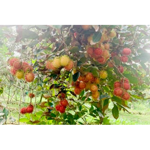 Thông tin chi tiết