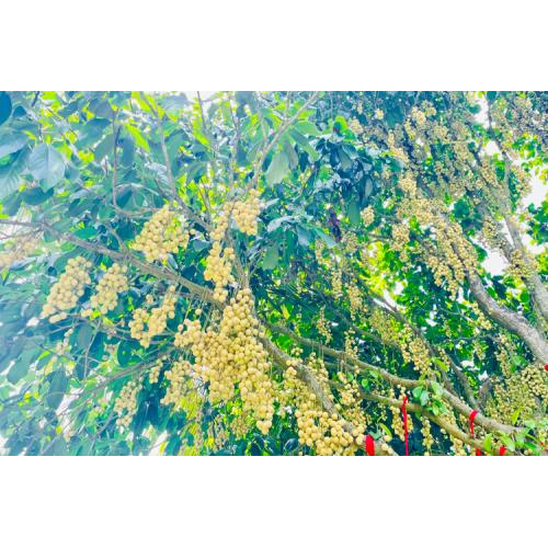 Thông tin chi tiết