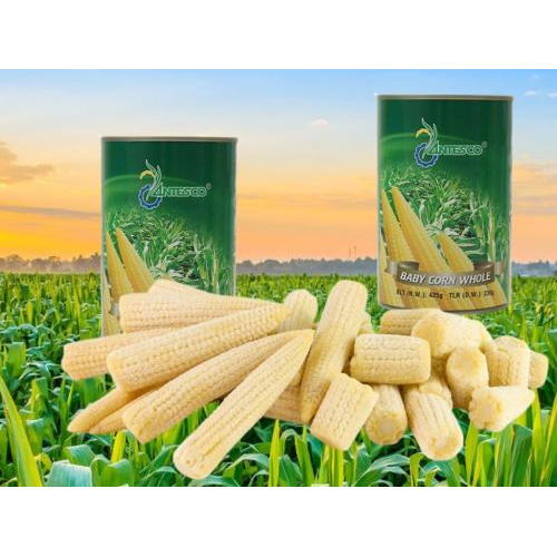 Bắp Non Đóng Hộp Antesco 425g - Đặc Sản An Giang