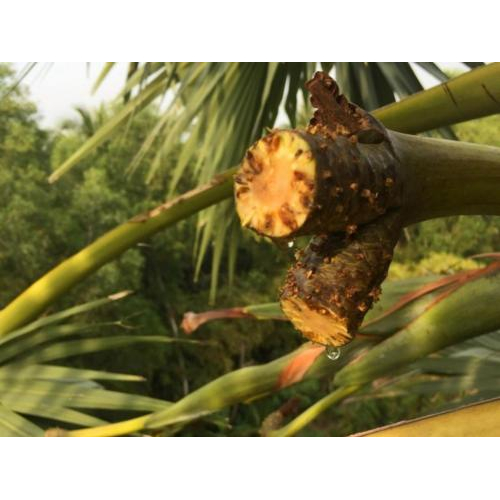 Mật Thốt Nốt Bột Palmania 300g - Đặc Sản An Giang