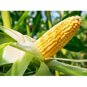 ANTESCO Canned Baby Corn In Brine 425g - Premium Vietnam