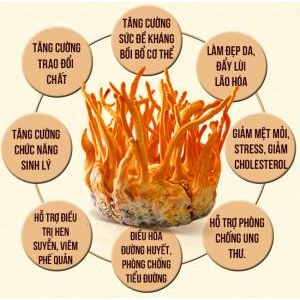 Công dụng của Quả thể nấm đông trùng hạ thảo khô