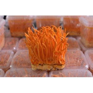 Công dụng của Quả thể nấm đông trùng hạ thảo khô