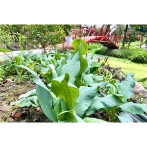 Thông tin chi tiết