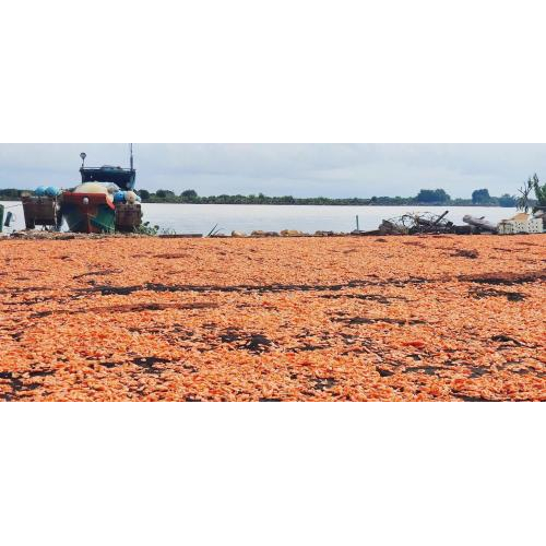 Tôm Khô Hà Tiên - Hương Vị Đậm Đà, Đặc Trưng Từ Xứ Biển