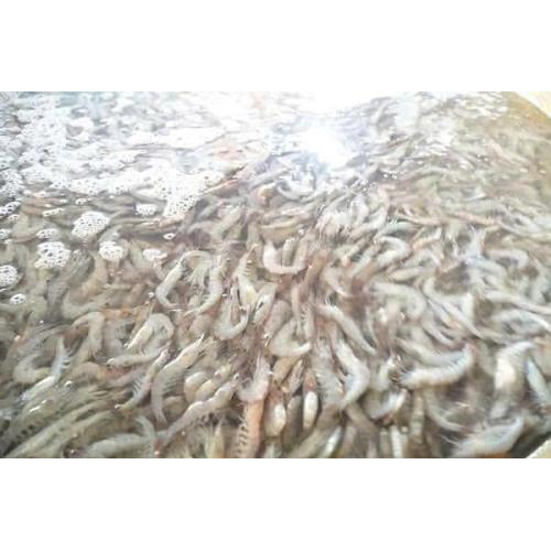 Tôm Khô Hà Tiên - Hương Vị Đậm Đà, Đặc Trưng Từ Xứ Biển