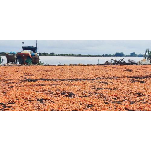 Quy trình sản xuất tôm khô ở Hà Tiên